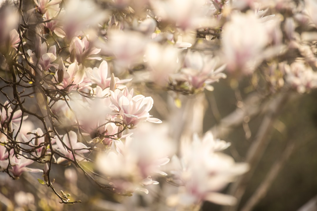 découvrez les tendances beauté du printemps pour un look frais et éclatant cette saison.